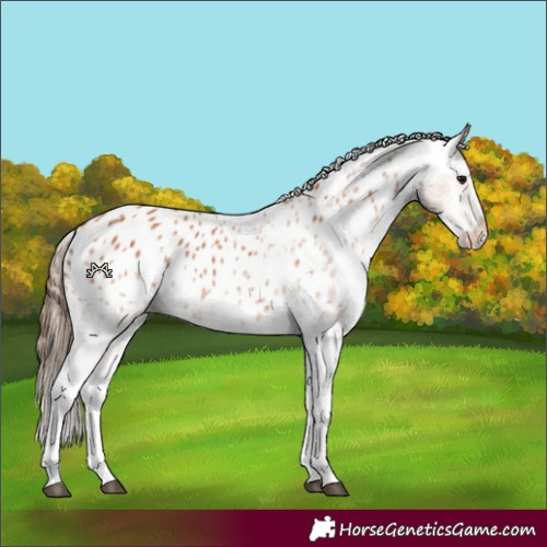 Horse Color:White Spotted Bay Appaloosa 