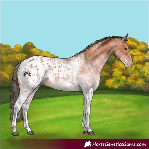 Horse Color:White Spotted Bay Appaloosa 