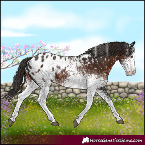 Horse Color:White Spotted Liver Chestnut Blanket