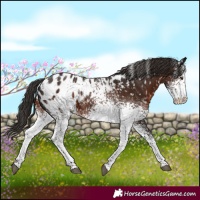 Horse Color:White Spotted Liver Chestnut Appaloosa 