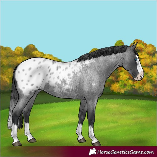Horse Color:Blue Roan Splash Appaloosa 