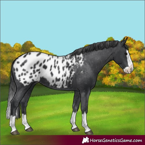 Horse Color:Black Splash Appaloosa 