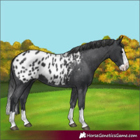 Horse Color:Black Splash Appaloosa 