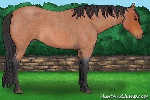 Horse Color:Bay Roan 