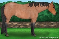 Horse Color:Bay Roan 