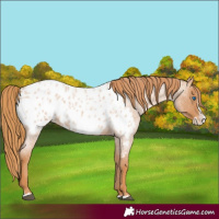 Horse Color:Unknown 