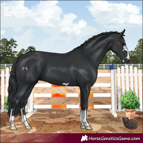 Horse Color:Black 
