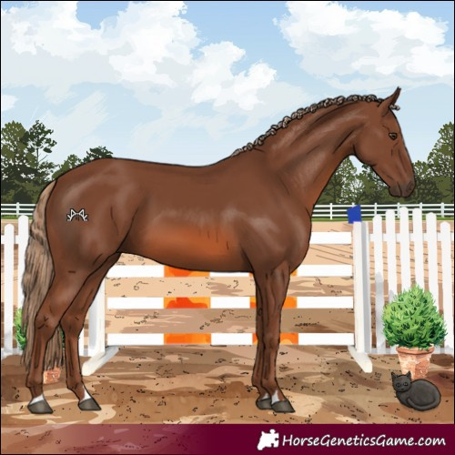 Horse Color:Chestnut 