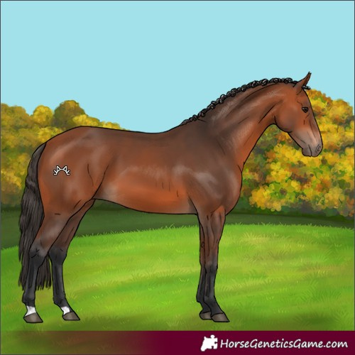 Horse Color:Bay 