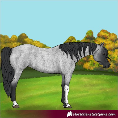 Horse Color:Blue Roan Tobiano 