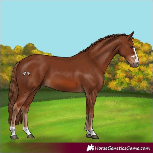Horse Color:Chestnut 