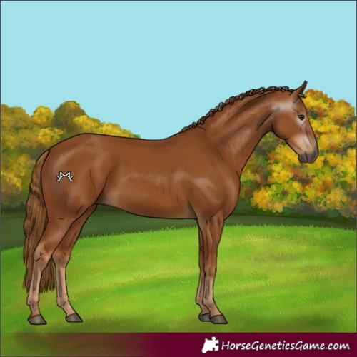 Horse Color:Gray Chestnut 
