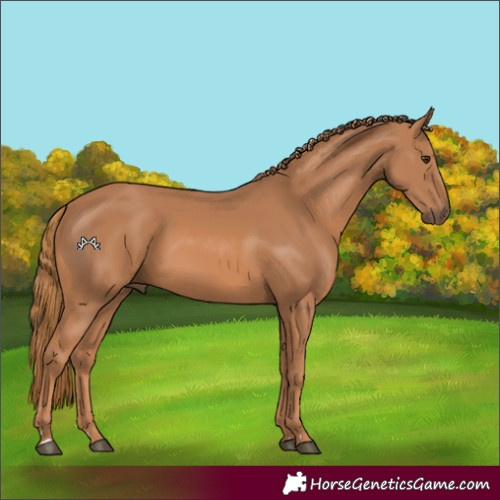 Horse Color:Chestnut 