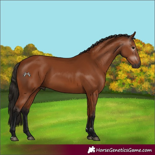 Horse Color:Gray Bay 