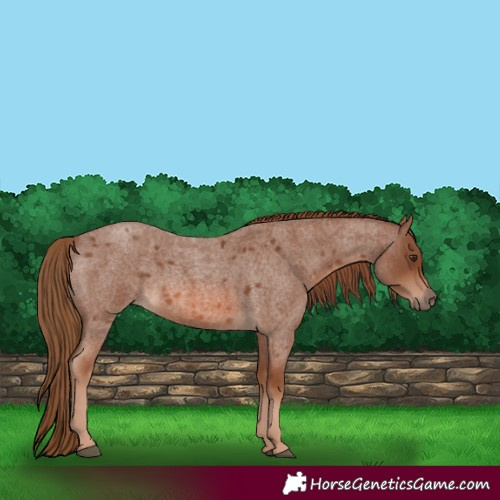 Horse Color:Red Roan