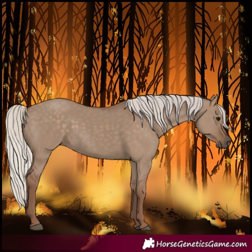 Horse Color:Silver Grullo 