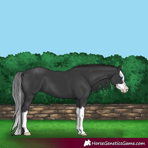 Horse Color:Black Splash 