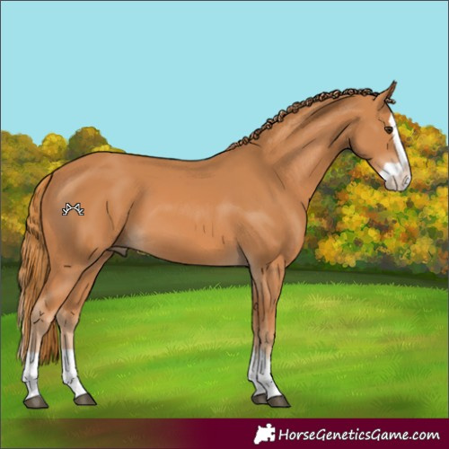 Horse Color:Chestnut Splash 