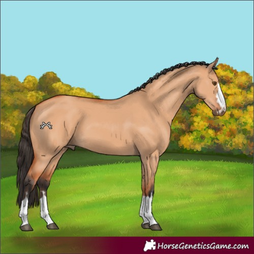 Horse Color:Bay Dun 