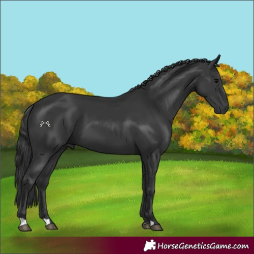 Horse Color:Black 