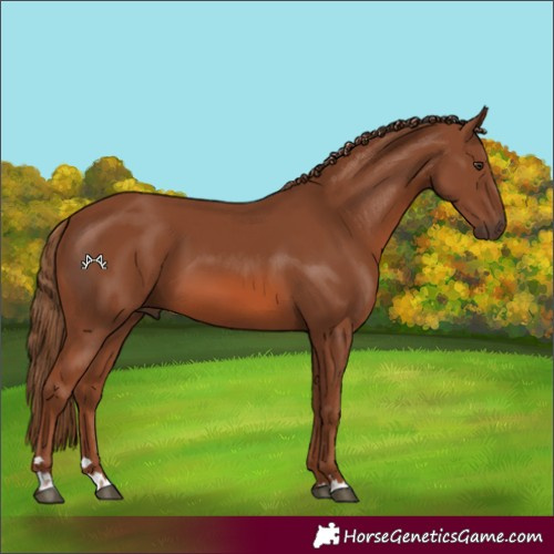 Horse Color:Chestnut 