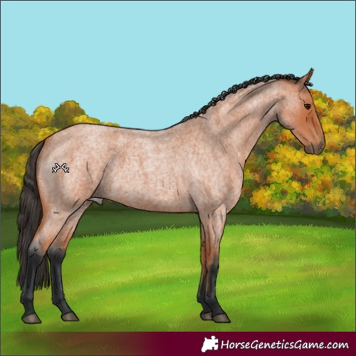 Horse Color:Bay Roan 