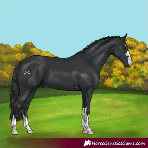 Horse Color:Black 