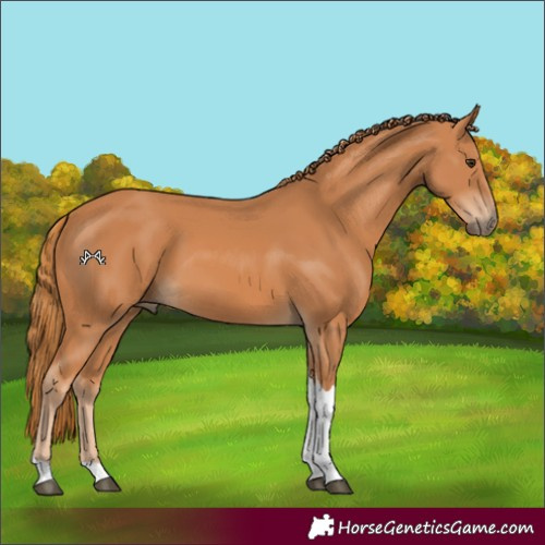 Horse Color:Chestnut Tobiano 