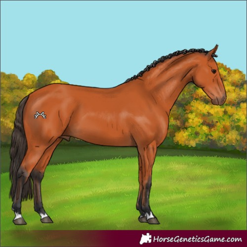 Horse Color:Bay 