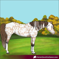 Horse Color:Bay Roan Dun Splash Appaloosa