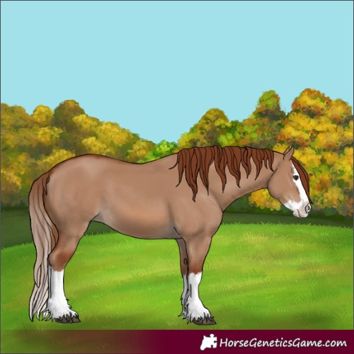 Horse Color:Red Dun Splash