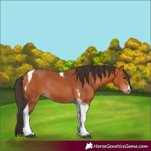 Horse Color:Bay Tobiano Rabicano 