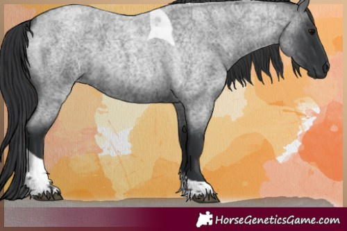 Horse Color:Blue Roan Tobiano 