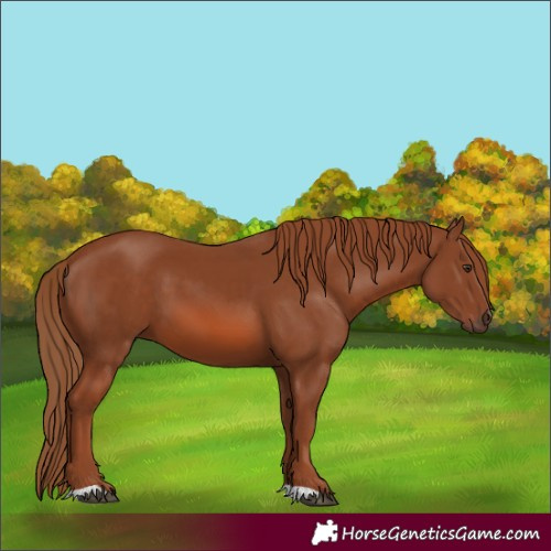 Horse Color:Chestnut 