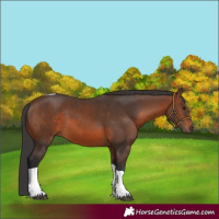 Horse Color:Brown Tobiano Rabicano