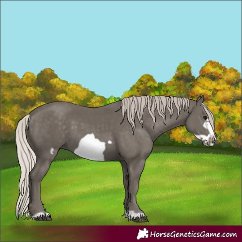 Horse Color:Silver Black Frame