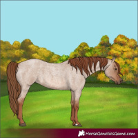 Horse Color:Red Dun Roan