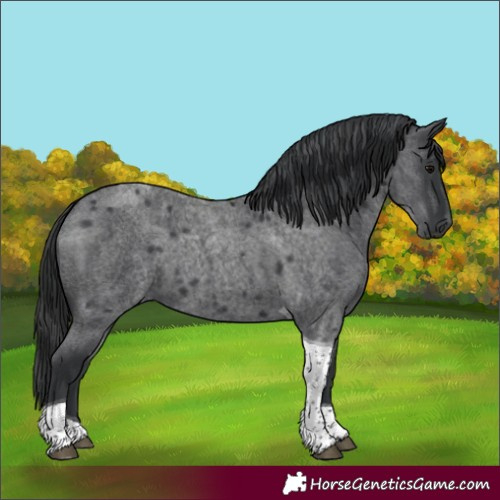 Horse Color:Blue Roan Tobiano
