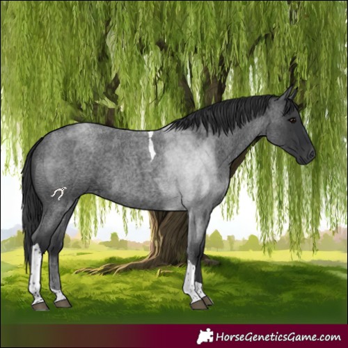 Horse Color:Blue Roan Tobiano