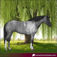 Horse Color:Blue Roan Tobiano 