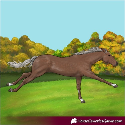 Horse Color:Silver Black