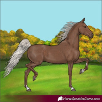 Horse Color:Silver Black