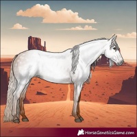 Horse Color:Gray Chestnut