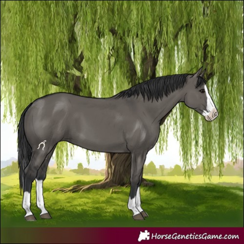 Horse Color:Grullo Splash 
