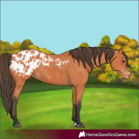 Horse Color:Unknown 