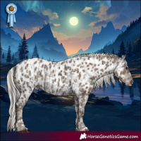 Horse Color:Blue Roan Tobiano Appaloosa and Silver Black Appaloosa