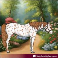 Horse Color:Chestnut Near Leopard 