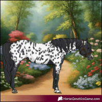 Horse Color:Black Near Leopard 