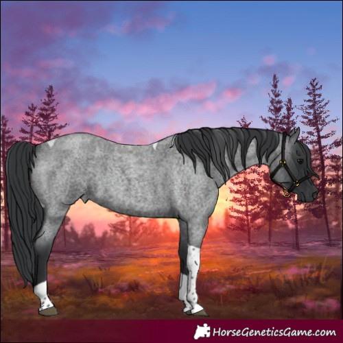 Horse Color:Blue Roan Tobiano 
