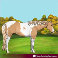 Horse Color:Chestnut Tobiano Rabicano